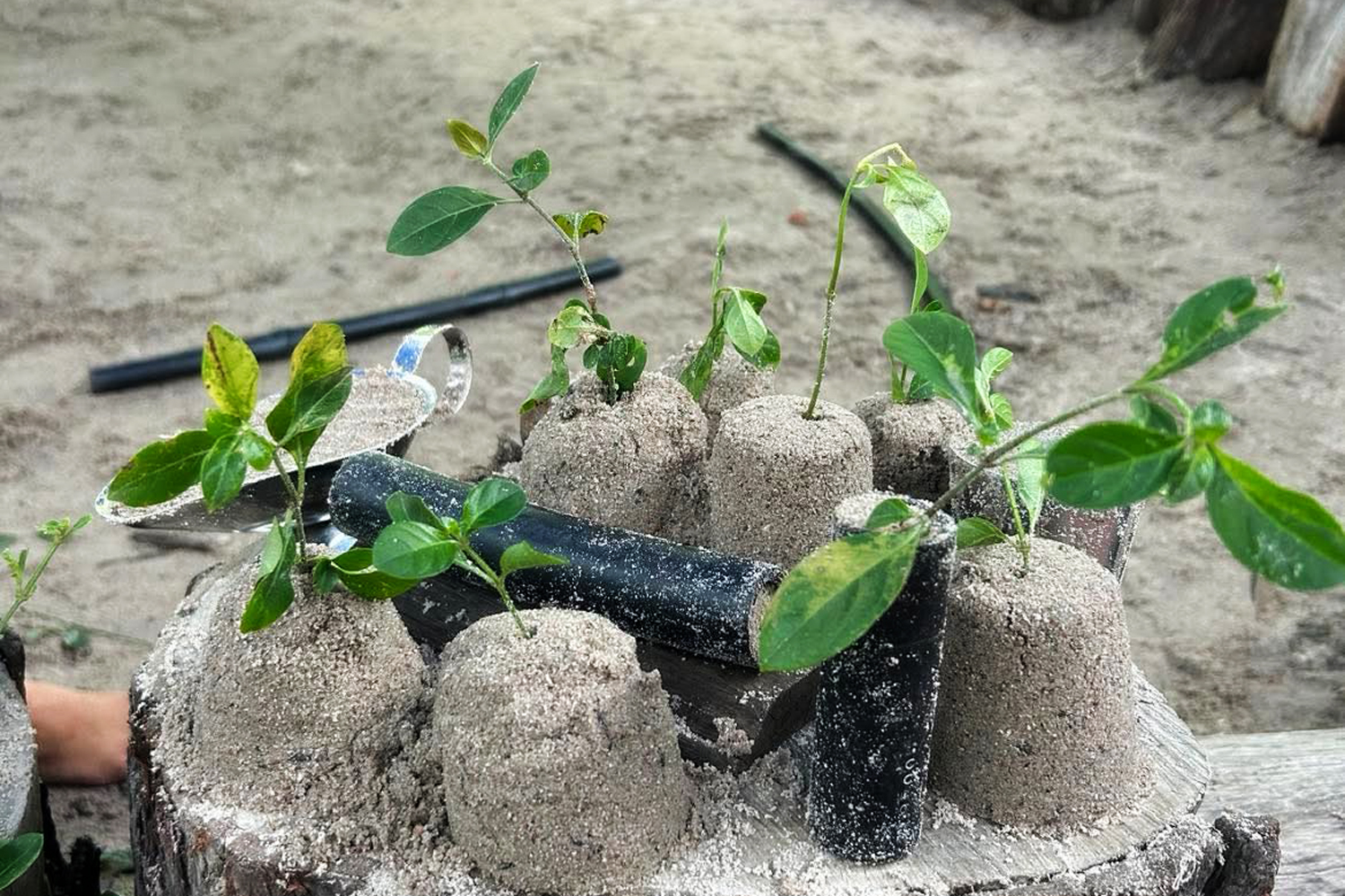 A photgraph of a sandy outdoor play area. There are a number of small mounds made out of sand, in each of them is a planted green twig with leaves. There are also black pipe segments and a small silver vessel that are also filled with sand.